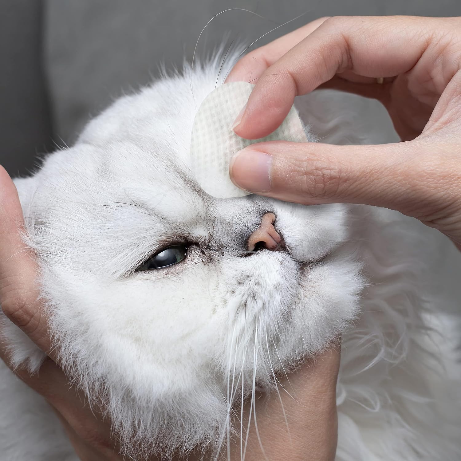 Eye Envy Tear Stain Wipes for Cats. Textured to Gently Clean Tear Stains. Natural Formula.